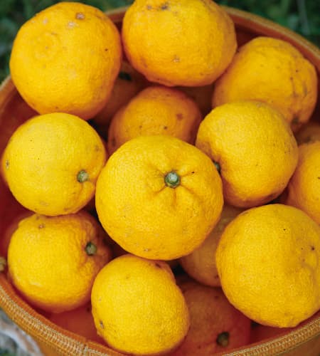 大分県院内産 ハンザキ柚子