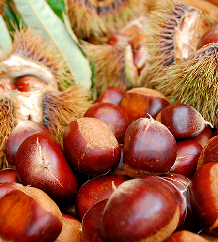 熊本県山江村産 和栗 利平