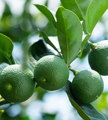 宮崎県日向市産へべす 大分県別府市産かぼす