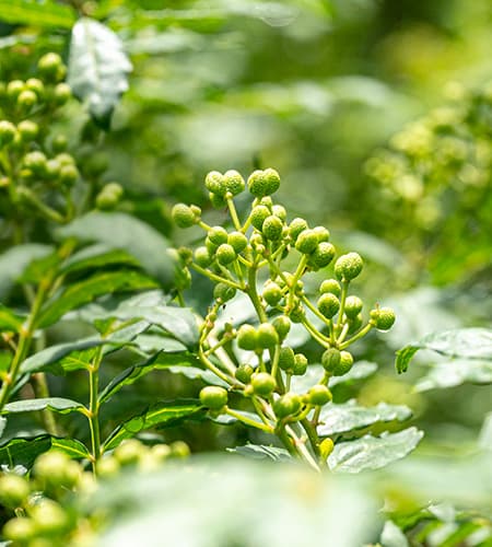 大分県日田産 ぶどう山椒