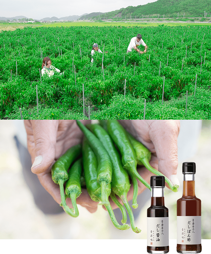 福岡県糟屋郡久山町産 青唐辛子使用『青涼味』