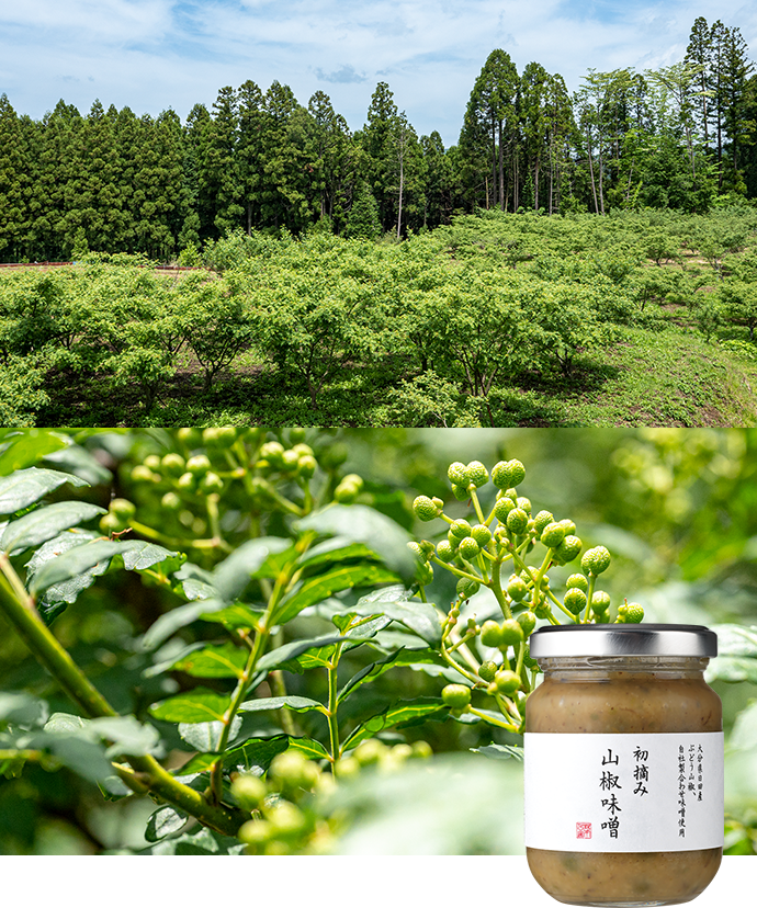大分県日田産 ぶどう山椒使用『初摘み 山椒味噌』