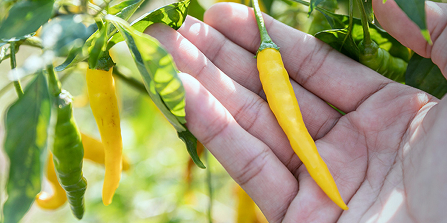 唐辛子イメージ